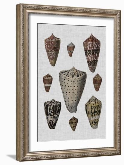 Shell Display I-Denis Diderot-Framed Art Print