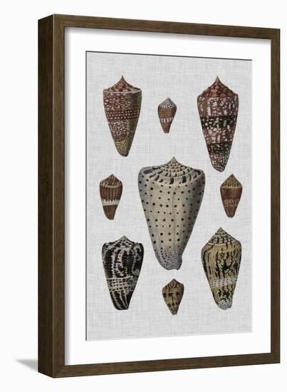 Shell Display I-Denis Diderot-Framed Art Print