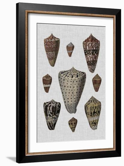 Shell Display I-Denis Diderot-Framed Art Print