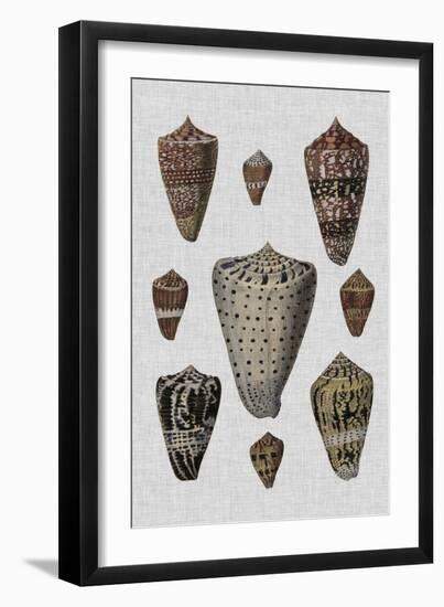 Shell Display I-Denis Diderot-Framed Art Print