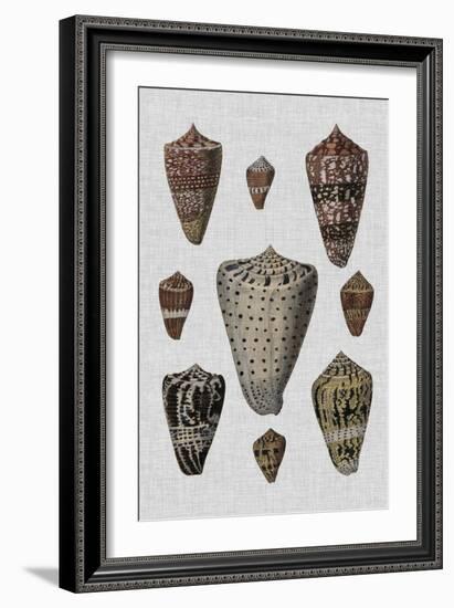 Shell Display I-Denis Diderot-Framed Art Print