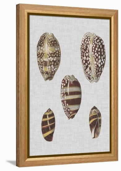 Shell Display II-Denis Diderot-Framed Stretched Canvas