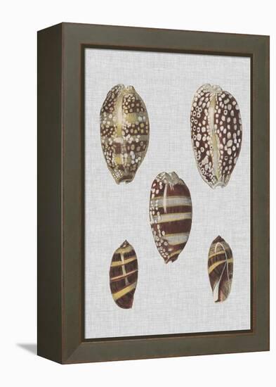 Shell Display II-Denis Diderot-Framed Stretched Canvas