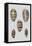 Shell Display II-Denis Diderot-Framed Stretched Canvas