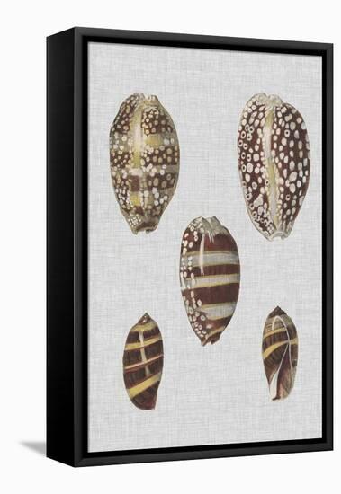 Shell Display II-Denis Diderot-Framed Stretched Canvas