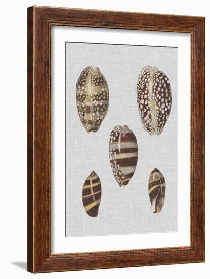 Shell Display II-Denis Diderot-Framed Art Print