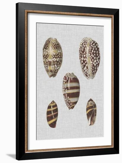 Shell Display II-Denis Diderot-Framed Art Print