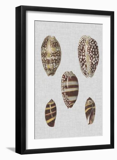 Shell Display II-Denis Diderot-Framed Art Print