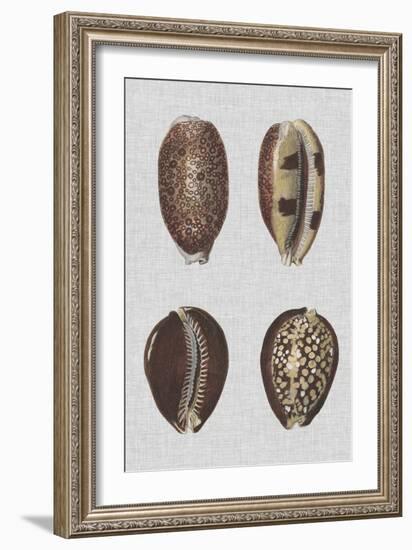 Shell Display III-Denis Diderot-Framed Art Print