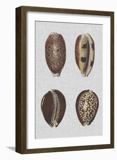 Shell Display III-Denis Diderot-Framed Art Print