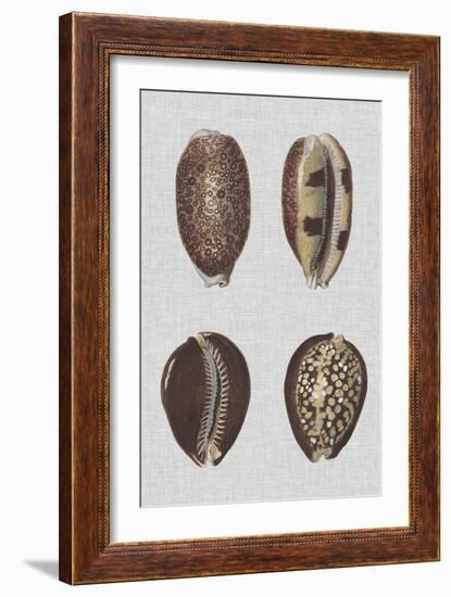 Shell Display III-Denis Diderot-Framed Art Print