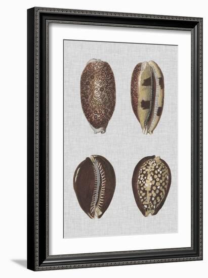 Shell Display III-Denis Diderot-Framed Art Print