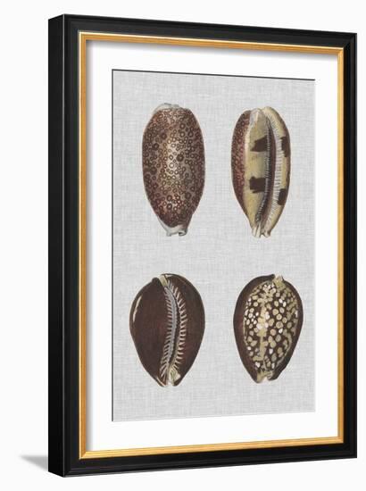 Shell Display III-Denis Diderot-Framed Art Print