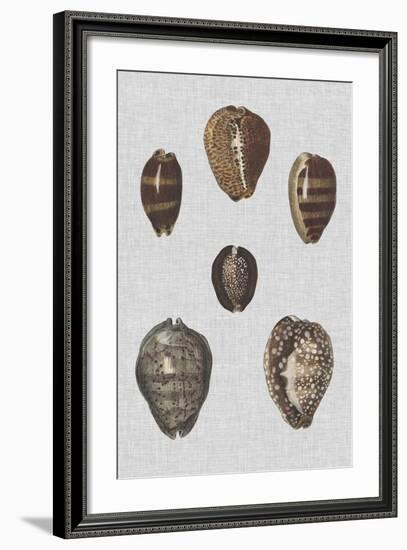Shell Display IV-Denis Diderot-Framed Art Print