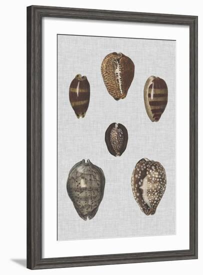 Shell Display IV-Denis Diderot-Framed Art Print