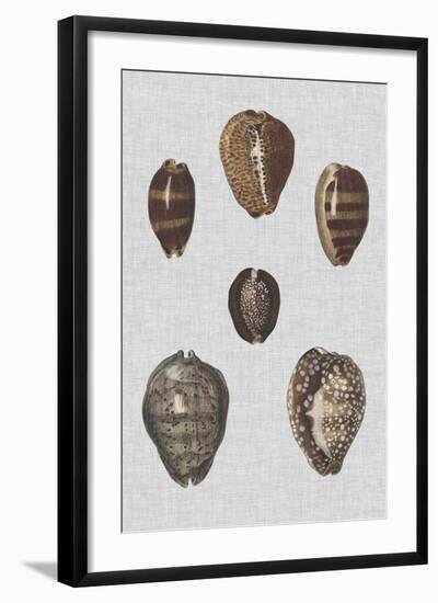 Shell Display IV-Denis Diderot-Framed Art Print