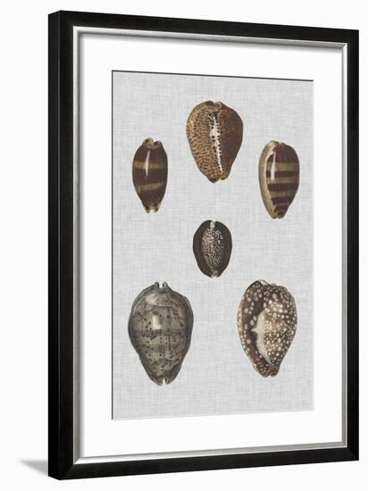 Shell Display IV-Denis Diderot-Framed Art Print