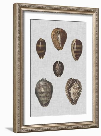 Shell Display IV-Denis Diderot-Framed Art Print