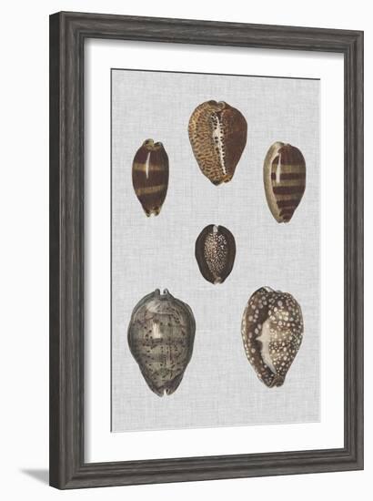 Shell Display IV-Denis Diderot-Framed Art Print