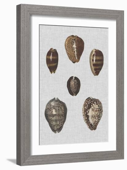 Shell Display IV-Denis Diderot-Framed Art Print