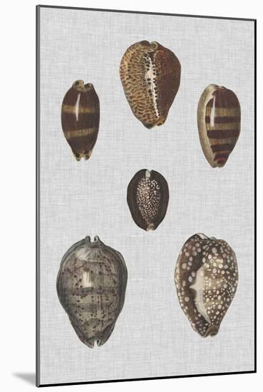 Shell Display IV-Denis Diderot-Mounted Art Print