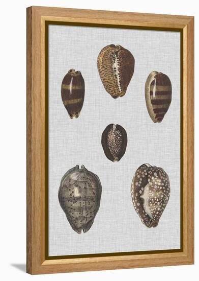 Shell Display IV-Denis Diderot-Framed Stretched Canvas