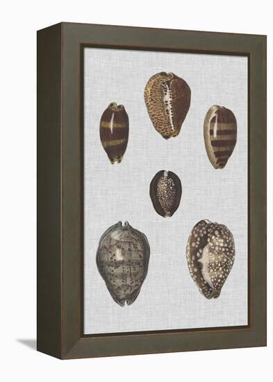 Shell Display IV-Denis Diderot-Framed Stretched Canvas