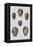 Shell Display IV-Denis Diderot-Framed Stretched Canvas