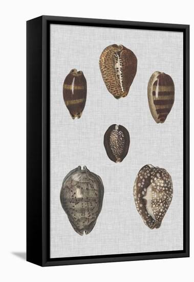 Shell Display IV-Denis Diderot-Framed Stretched Canvas