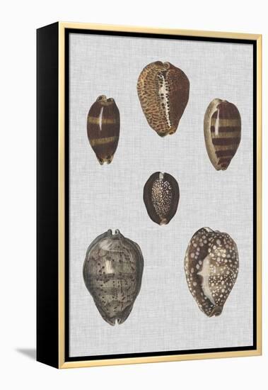 Shell Display IV-Denis Diderot-Framed Stretched Canvas