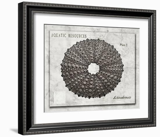 Shell: Echinodermata-Christine Zalewski-Framed Art Print