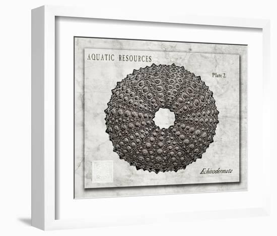 Shell: Echinodermata-Christine Zalewski-Framed Art Print