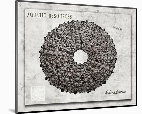 Shell: Echinodermata-Christine Zalewski-Mounted Art Print