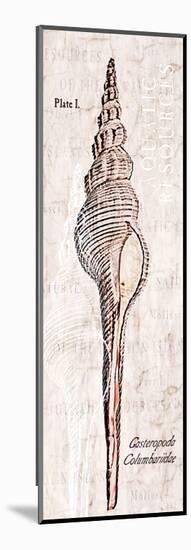 Shell: Gastropoda Cerithiidae, Deep Water Sea Snail-Christine Zalewski-Mounted Art Print
