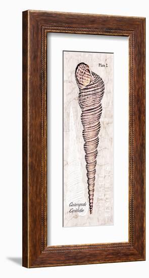 Shell: Gastropoda, Cerithiidae, Mangrove Sea Snail-Christine Zalewski-Framed Art Print