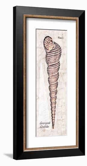 Shell: Gastropoda, Cerithiidae, Mangrove Sea Snail-Christine Zalewski-Framed Art Print