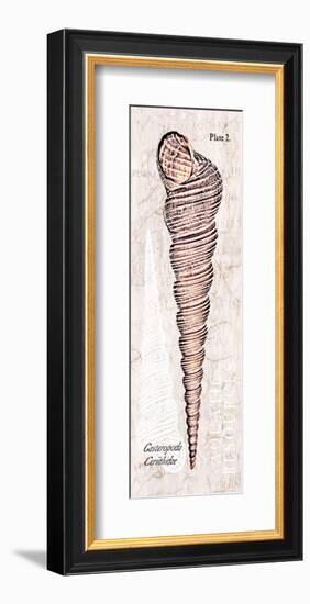 Shell: Gastropoda, Cerithiidae, Mangrove Sea Snail-Christine Zalewski-Framed Art Print