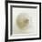 Shell IV-Darlene Shiels-Framed Art Print