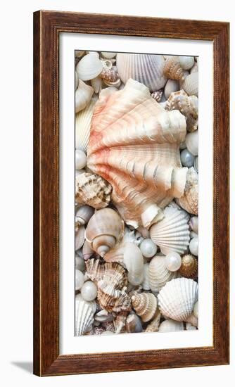 Shell Menagerie I-Rachel Perry-Framed Photographic Print