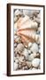 Shell Menagerie I-Rachel Perry-Framed Photographic Print