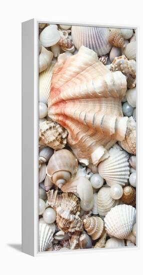 Shell Menagerie I-Rachel Perry-Framed Stretched Canvas