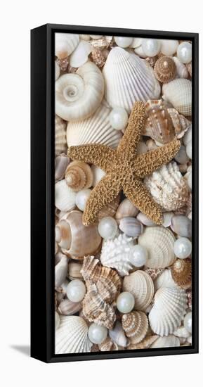 Shell Menagerie II-Rachel Perry-Framed Stretched Canvas