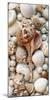 Shell Menagerie III-Rachel Perry-Mounted Photographic Print