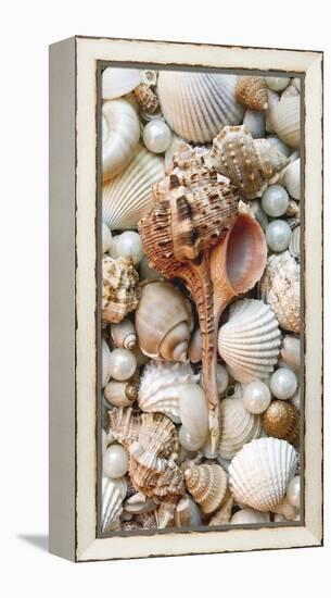 Shell Menagerie III-Rachel Perry-Framed Stretched Canvas