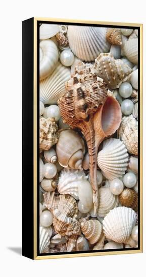 Shell Menagerie III-Rachel Perry-Framed Stretched Canvas