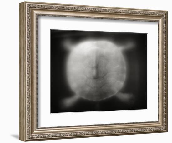 Shell of a Turtle-Henry Horenstein-Framed Photographic Print