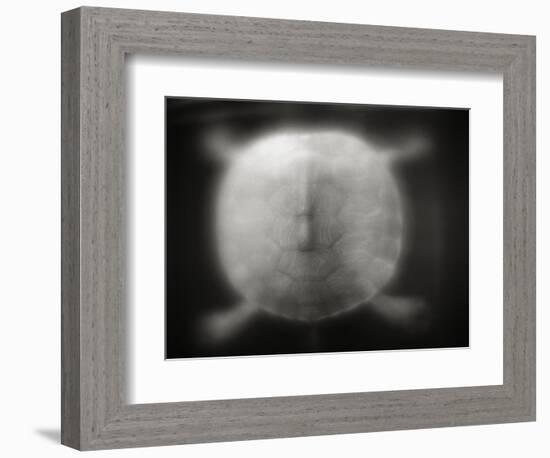 Shell of a Turtle-Henry Horenstein-Framed Photographic Print