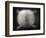 Shell of a Turtle-Henry Horenstein-Framed Photographic Print