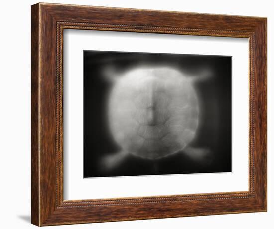 Shell of a Turtle-Henry Horenstein-Framed Photographic Print