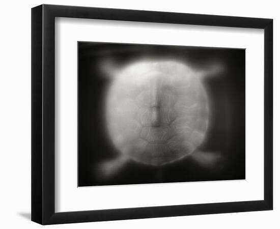 Shell of a Turtle-Henry Horenstein-Framed Photographic Print